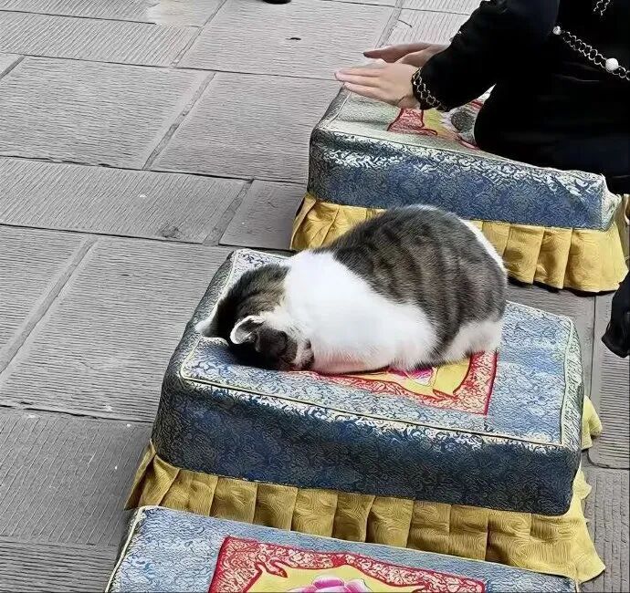 咪求鱼干 ​​​