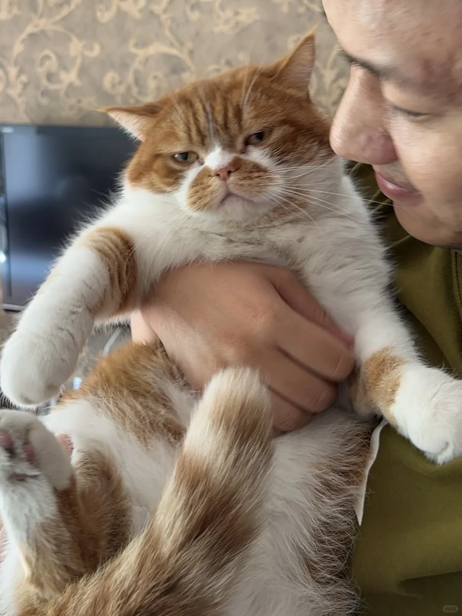我猫被男的抱着