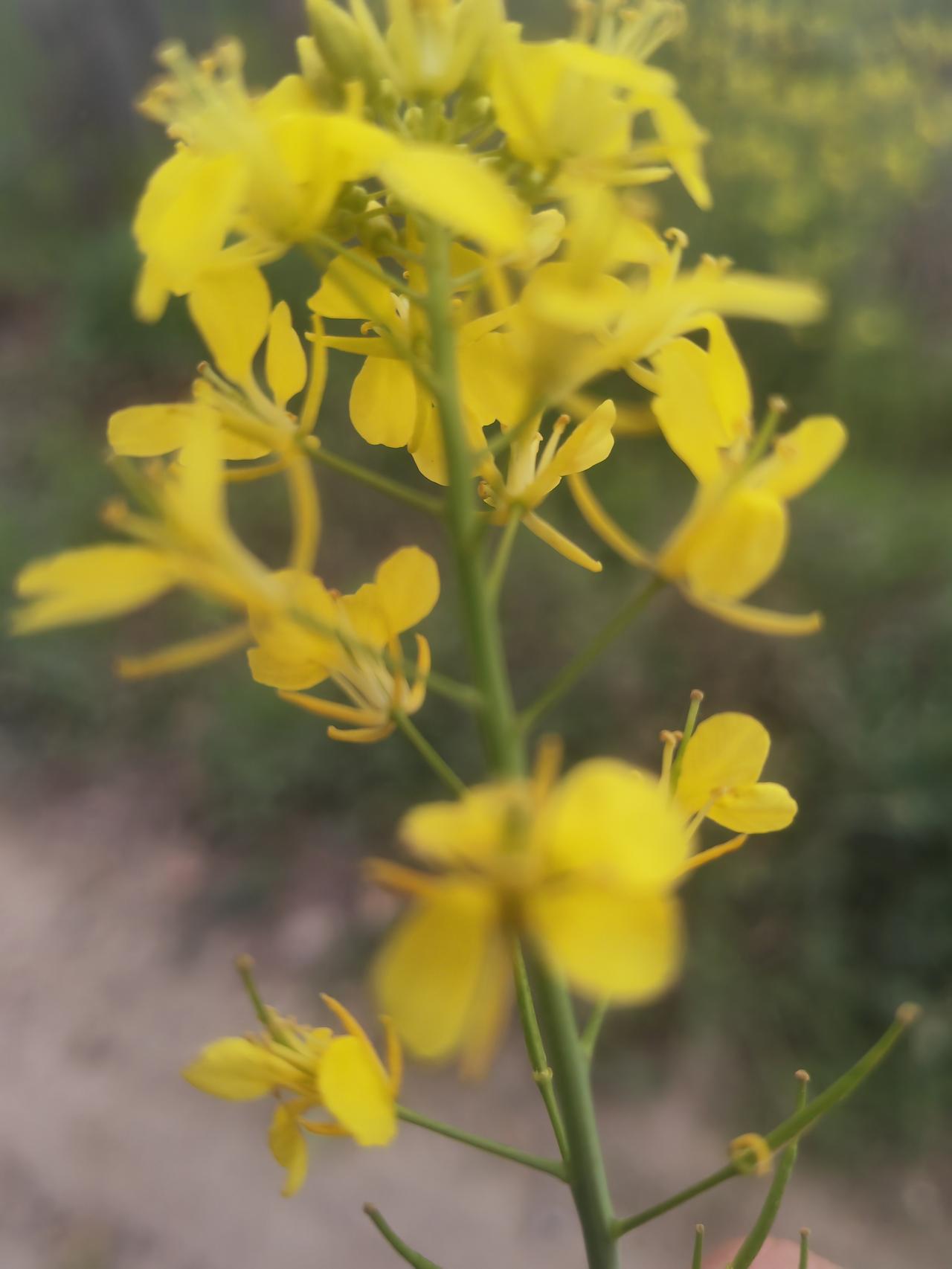春日生活打卡季