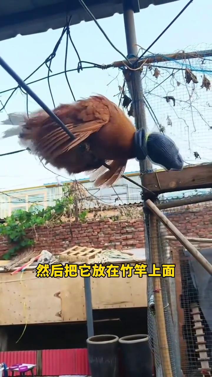 为什么要跟母鸡的头上绑一个臭袜子？原来作用这么大。母鸡抱窝不下蛋，立马用上这一招