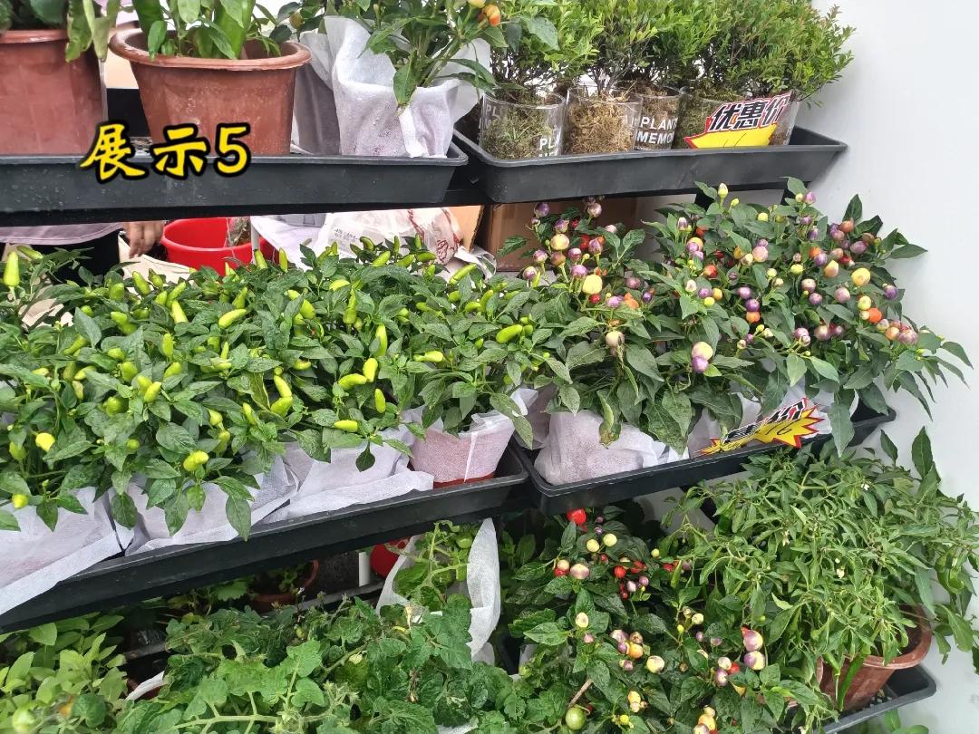 每日一花，之五，最独特的花笫一束花 窗台一抹花 花开心一刻 清晨好花 小薰花