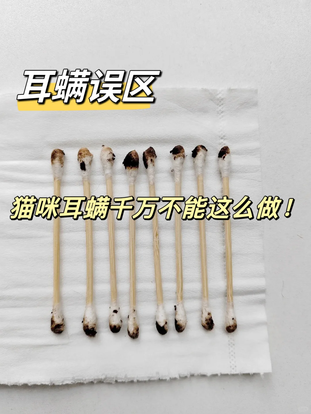 猫咪耳朵耳螨了，干万不能这么做!
