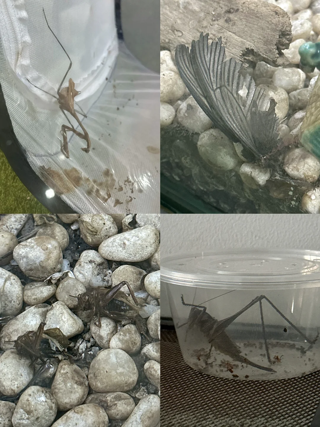 ❌狠狠避雷中科院上海昆虫博物馆❗️