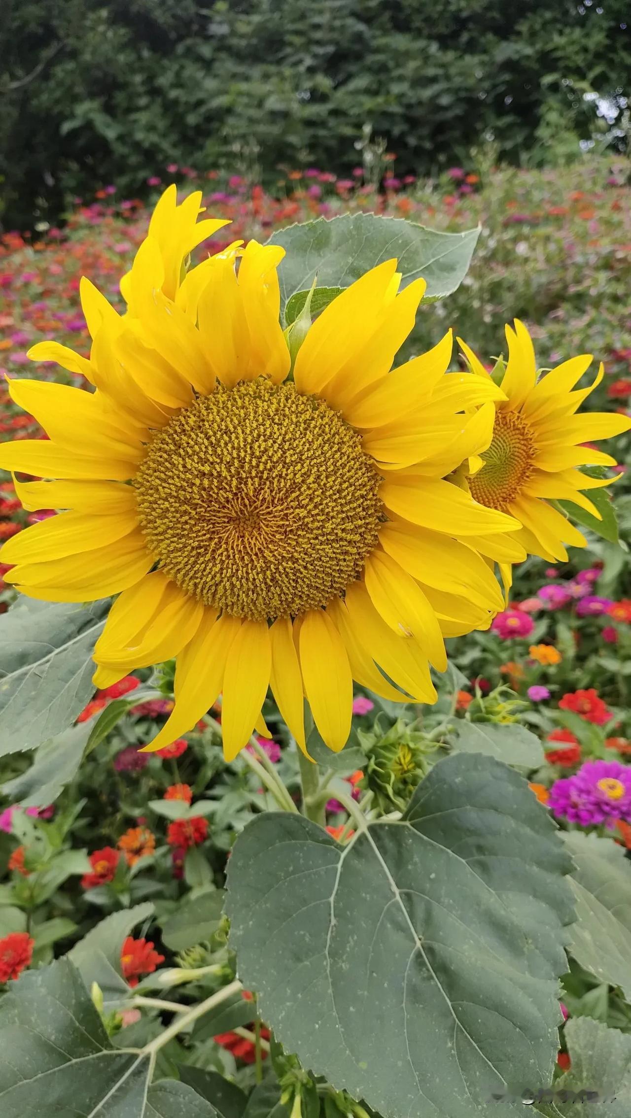 为什么不同种类花能同时开花？
在野外的一个路边，我发现了一大片的花海，十几个种类