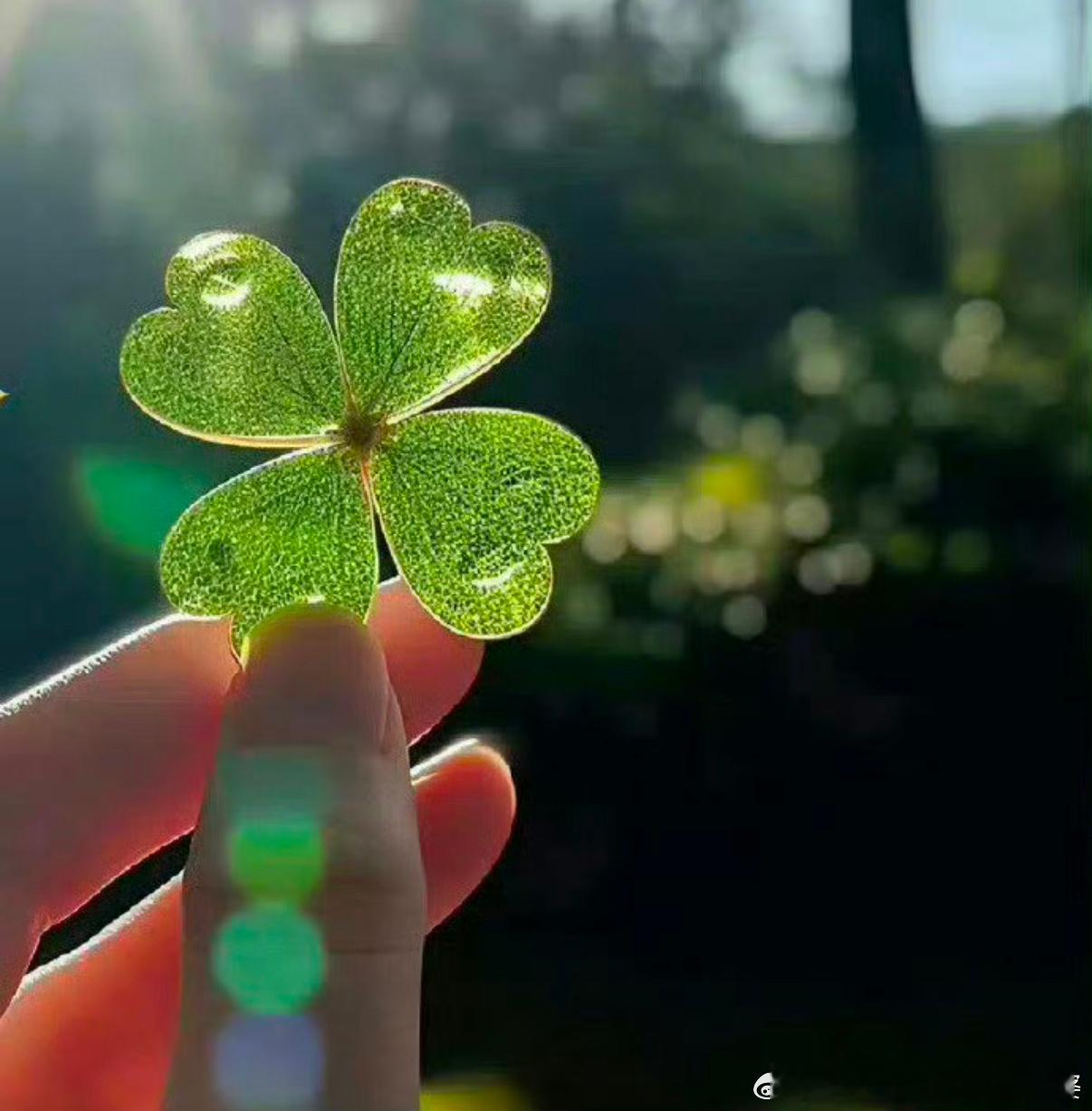 善良的人好运自然来🍀🍀爱笑的人好运随时来[送花花][送花花] 