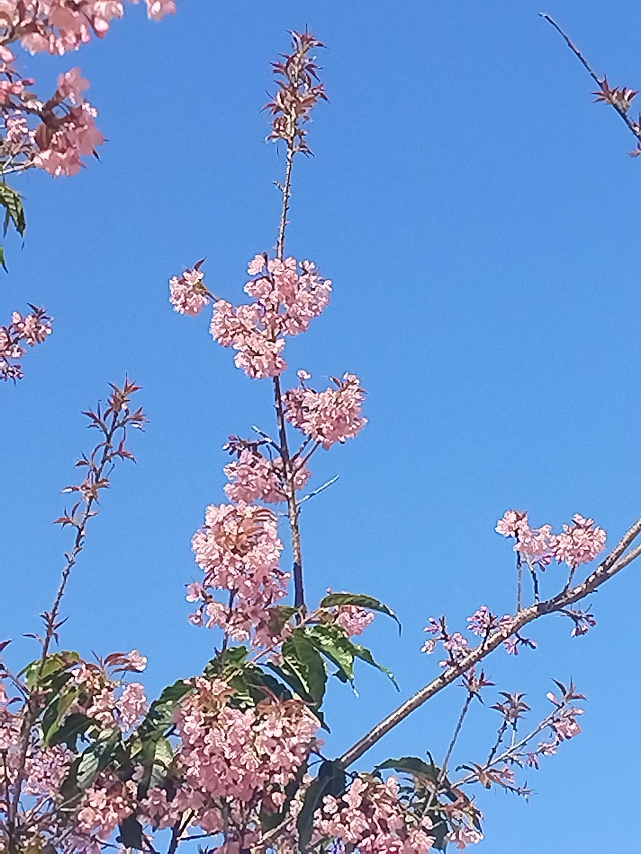 微风轻拂，花瓣纷纷扬扬地飘落，如同下起了一场浪漫的花雨。漫步在山间小道上，脚下是