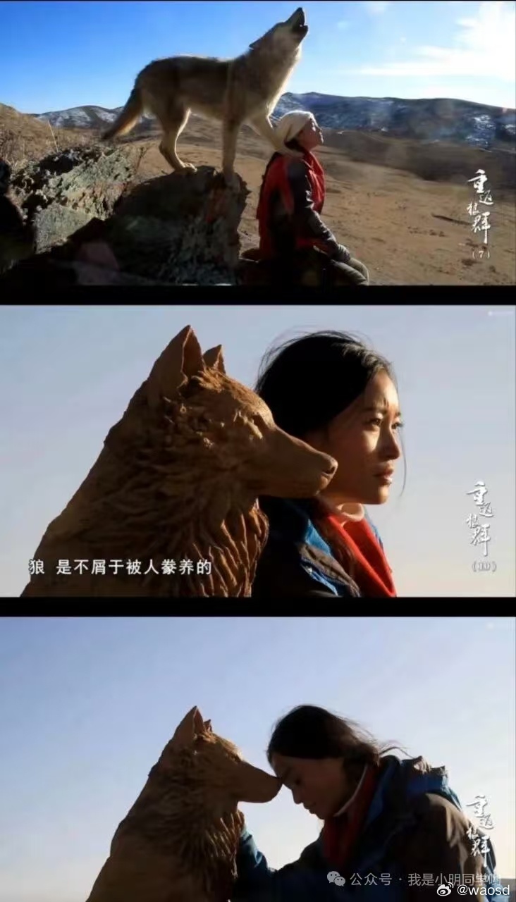 狼王格林的启示最近，网上一部记录人与狼和睦相处的《格林的故事》火了，草原狼王格林