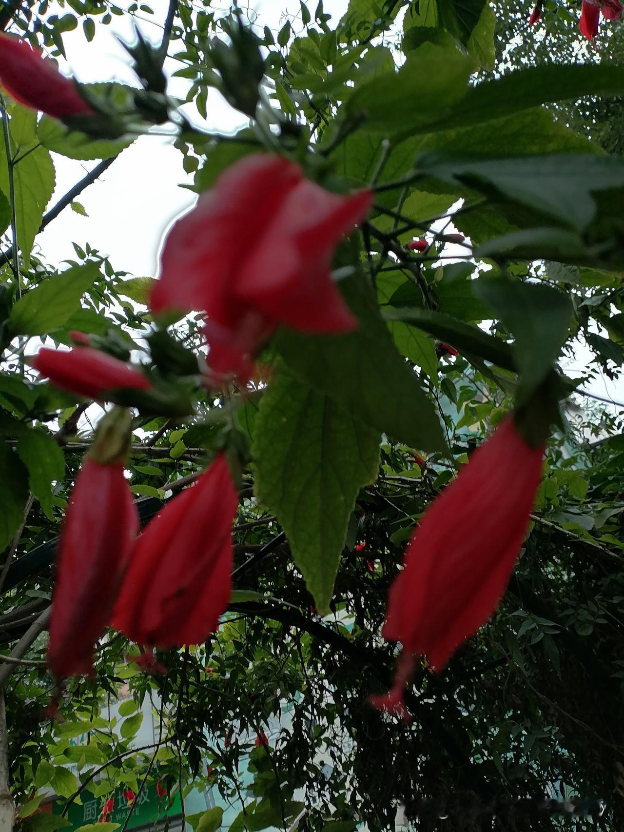 随手一拍分享最美的花