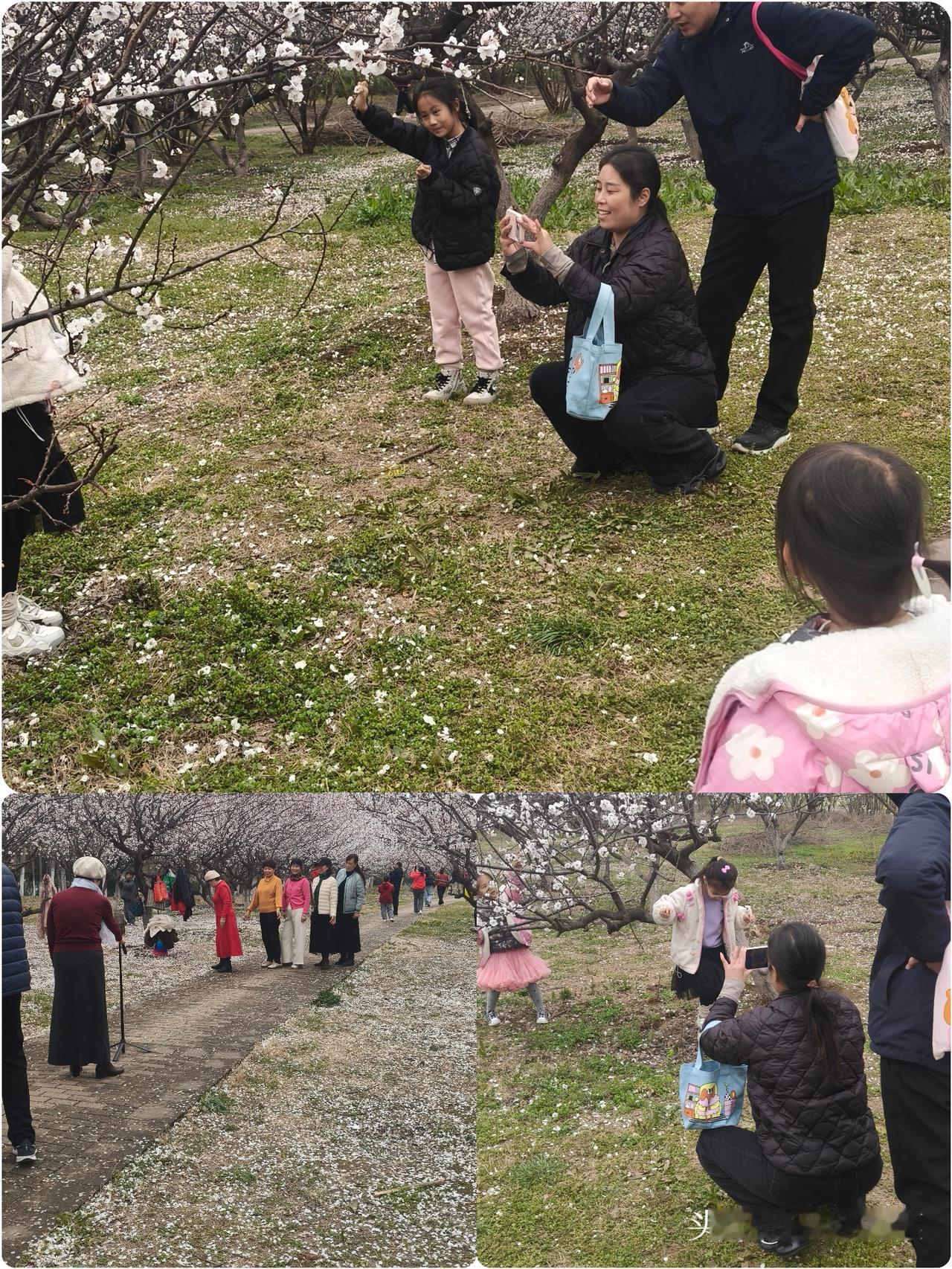 星期天没事，
出去走走，散散心。
到湛河边看看花。

游人还真不少，
有一家人结