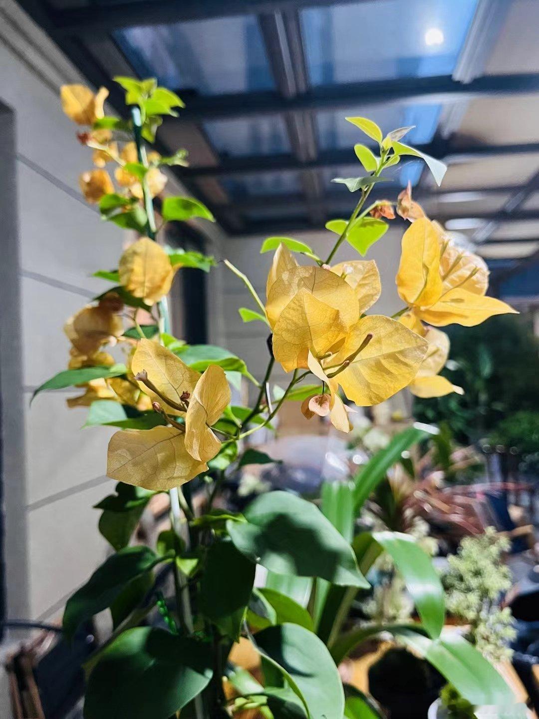 小姐姐家的花园赏花，喝茶嗑瓜子，还不惬意!这是真真切的诗和远方! ​​​