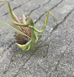 分享图片 