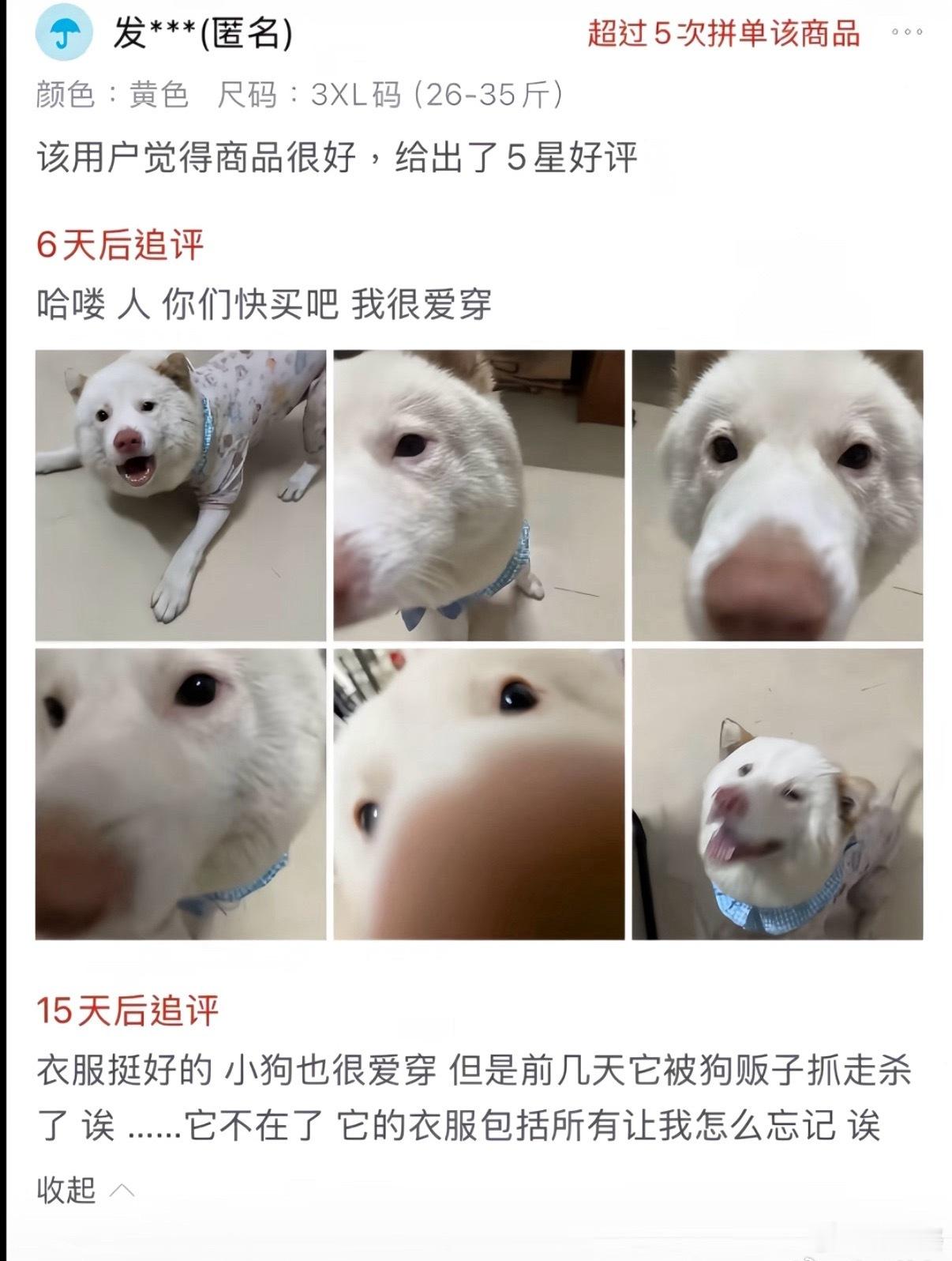 -“拼单了5次”被这样爱着的小狗，实在不该是这样的结局… 