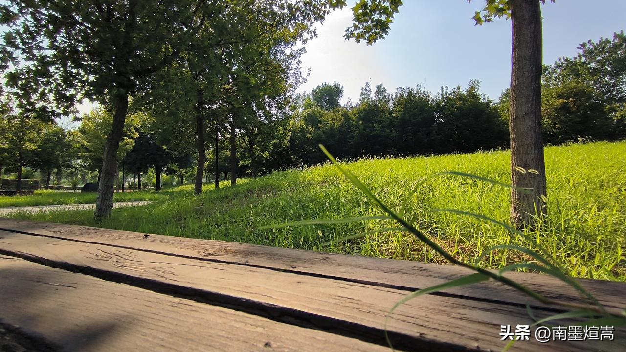 阳光明媚，公园绿意盎然。公园治愈系美景 随手拍