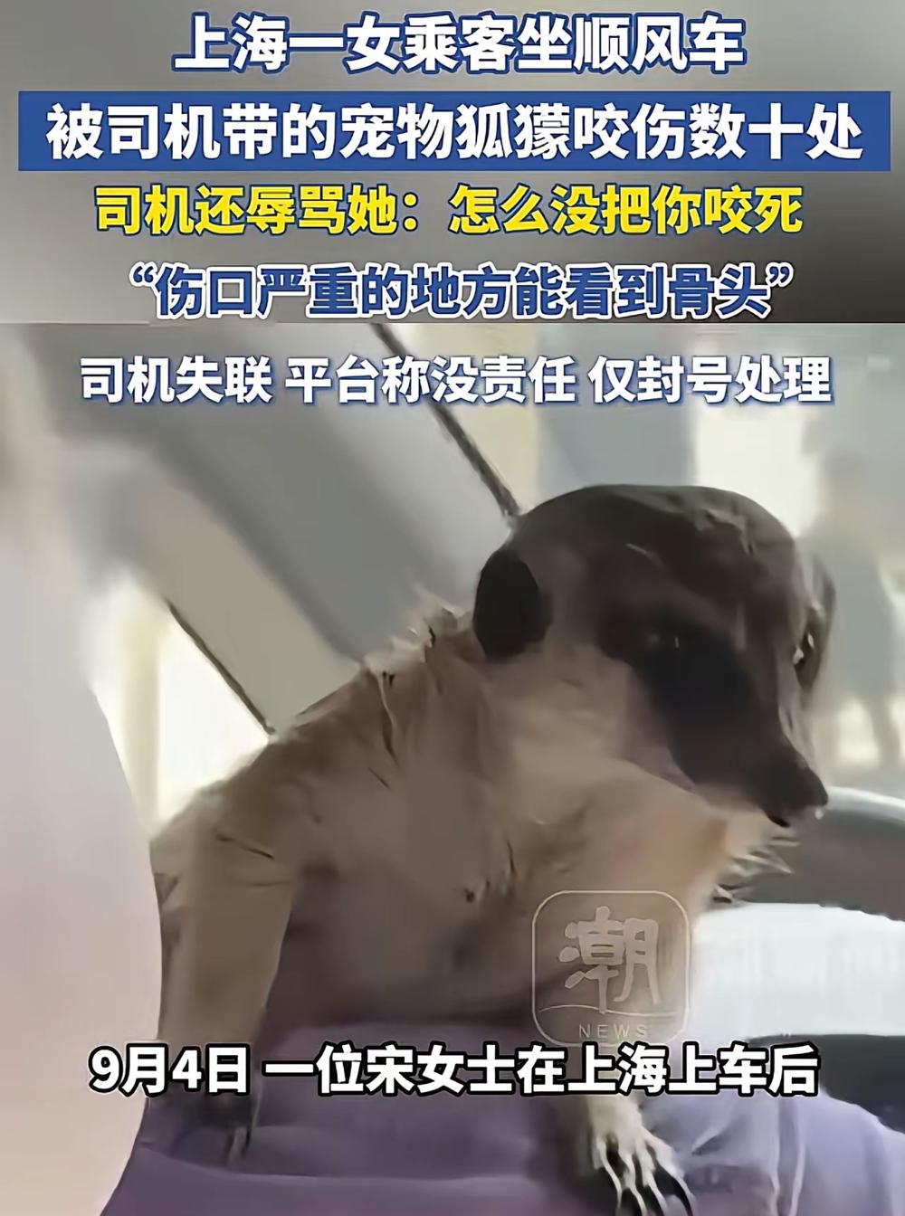 上海，一女子打网约车，见女司机肩膀上蹲着一只野生动物狐獴，女子心有些害怕，仗着胆