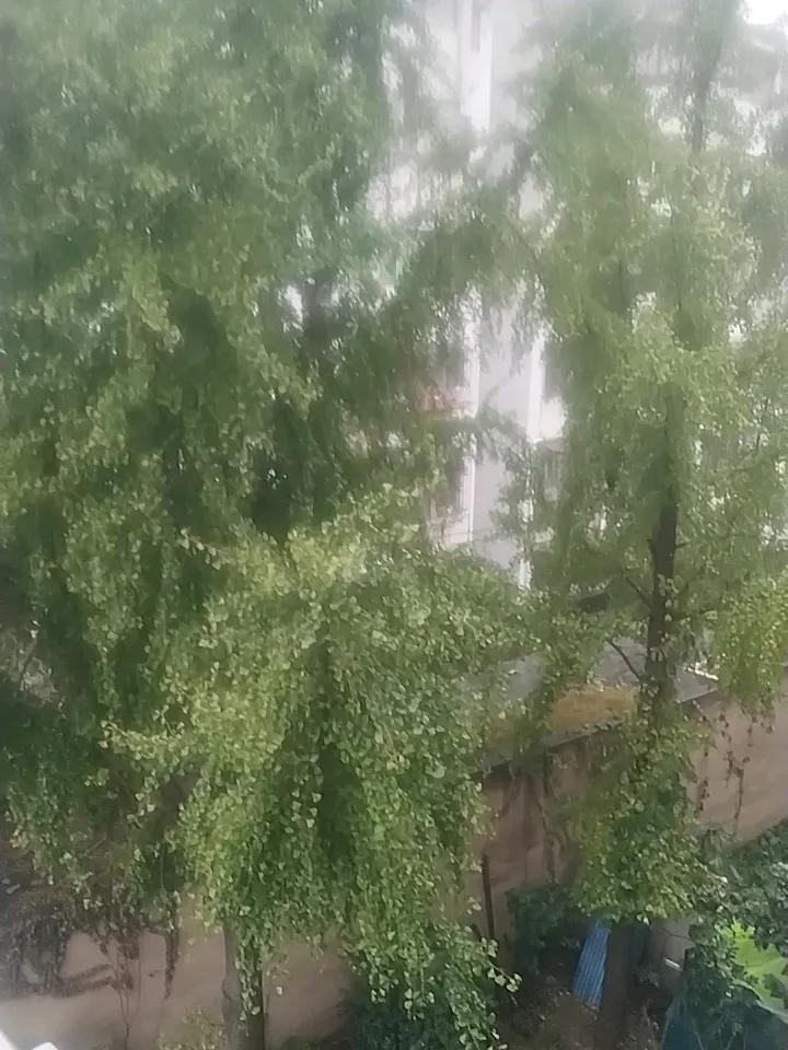 晒图笔记大赛 雨中的树，有着别样的美。就像东城秋日里的银杏，在雨中或许更添禅意。