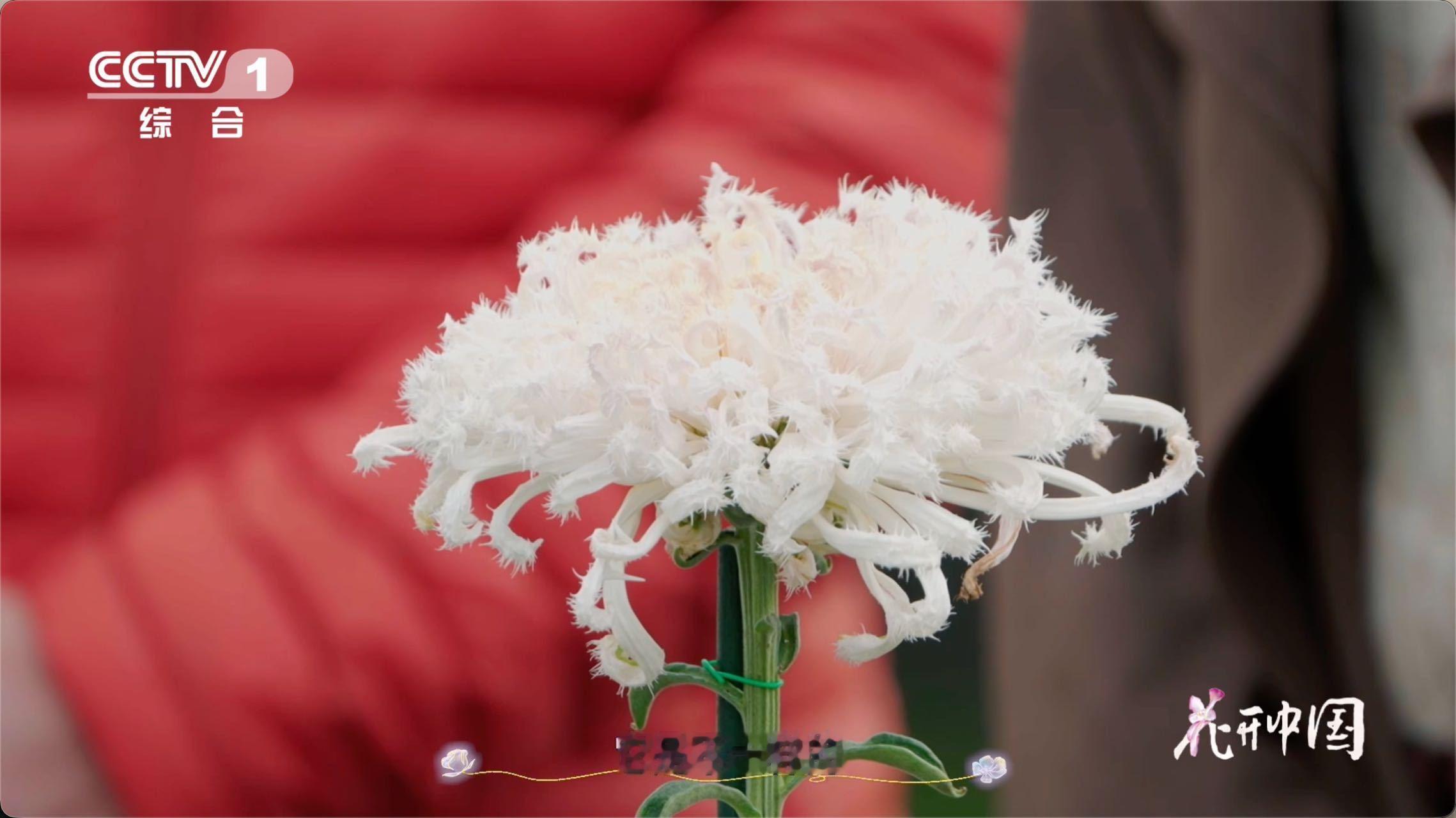 原来有花瓣毛茸茸的菊花花中也有奇葩 谁能拒绝“穿毛衣”的菊花？白毛刺的绒毛花瓣软