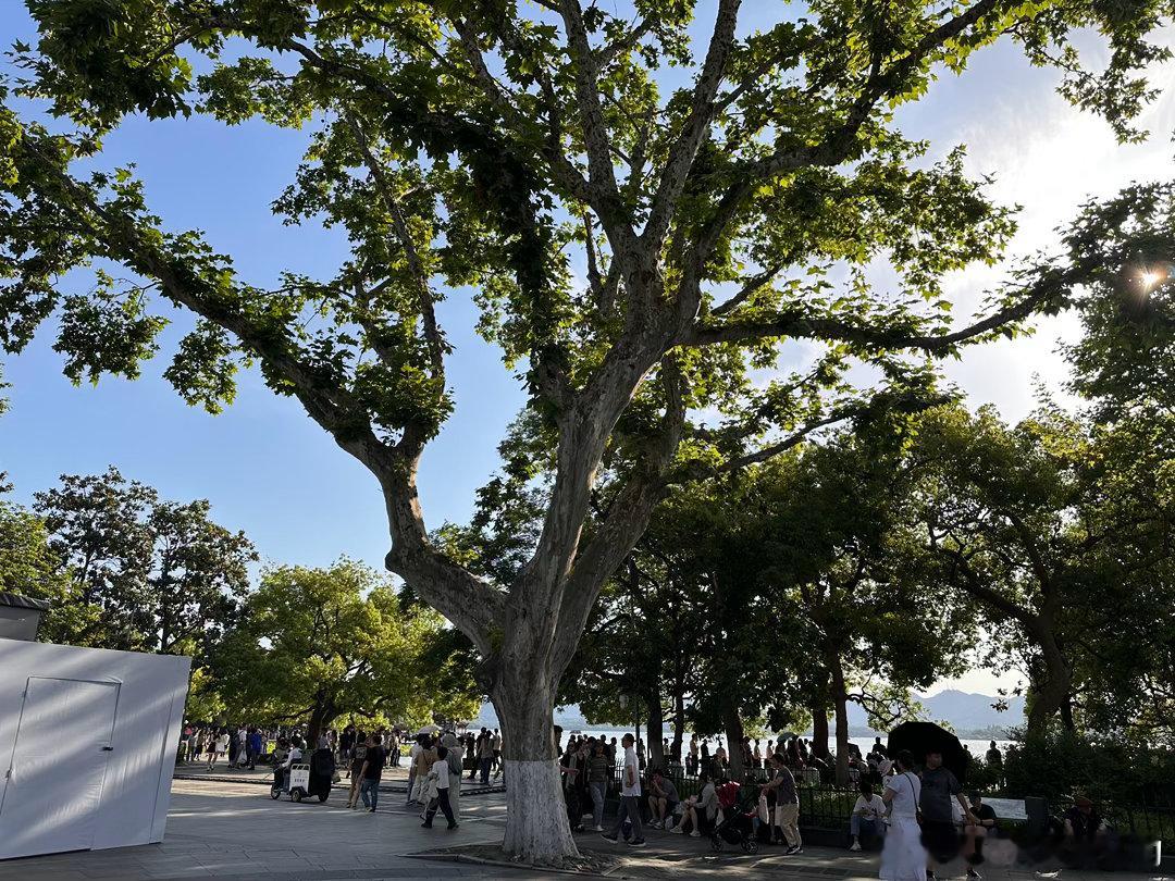 我很喜欢来杭州看树。西湖边的这棵梧桐，树干遒劲，枝桠向四面八方舒展，像一个自由分