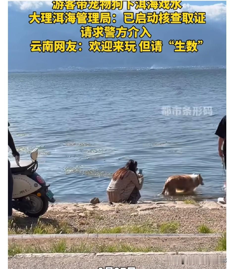 刷到游客带宠物狗下洱海戏水的视频，瞬间血压上来了。
洱海作为大理的核心饮用水源地