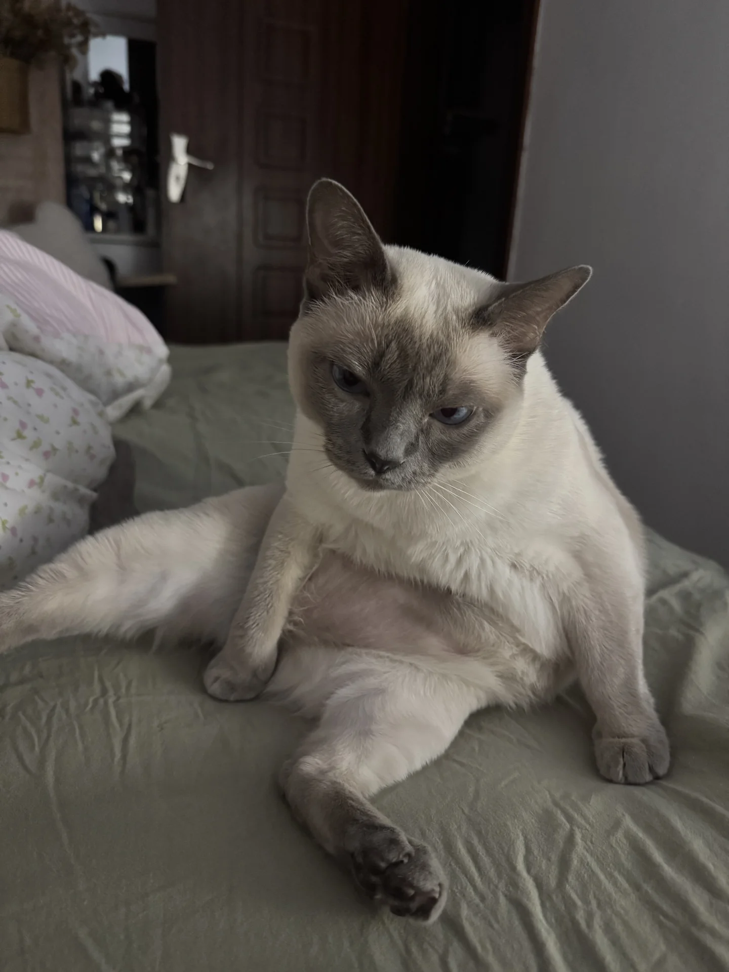 你们的小猫也会这么坐吗？