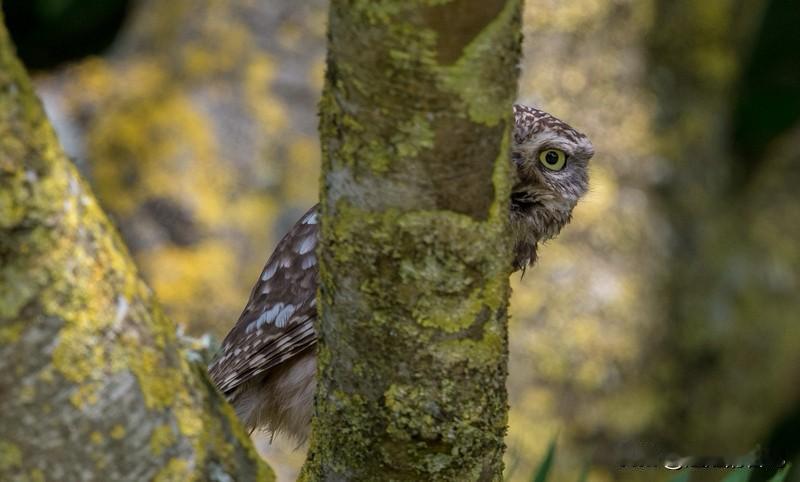 你们那里“捉迷藏”用方言怎么说?
藏猫猫，小时候经常玩儿，我感觉那个地方的叫法都