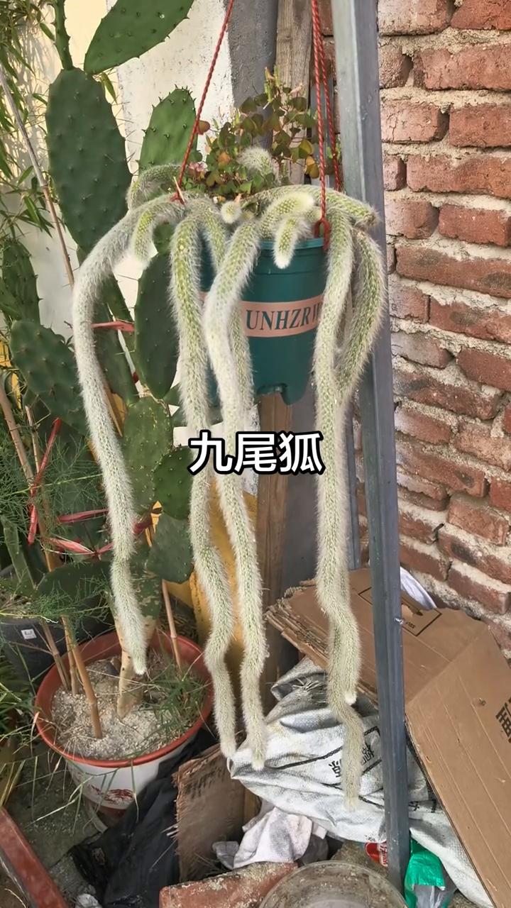 九尾狐。