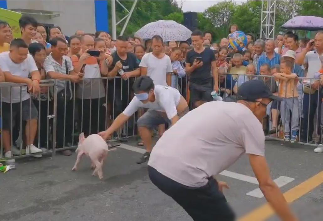 猪：你能抓住我，真不简单。