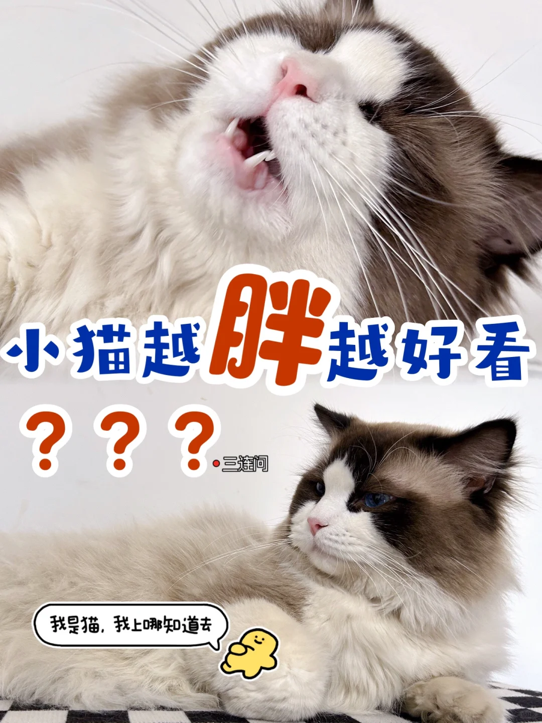 猫咪科学减肥攻略，猪咪家长必读！