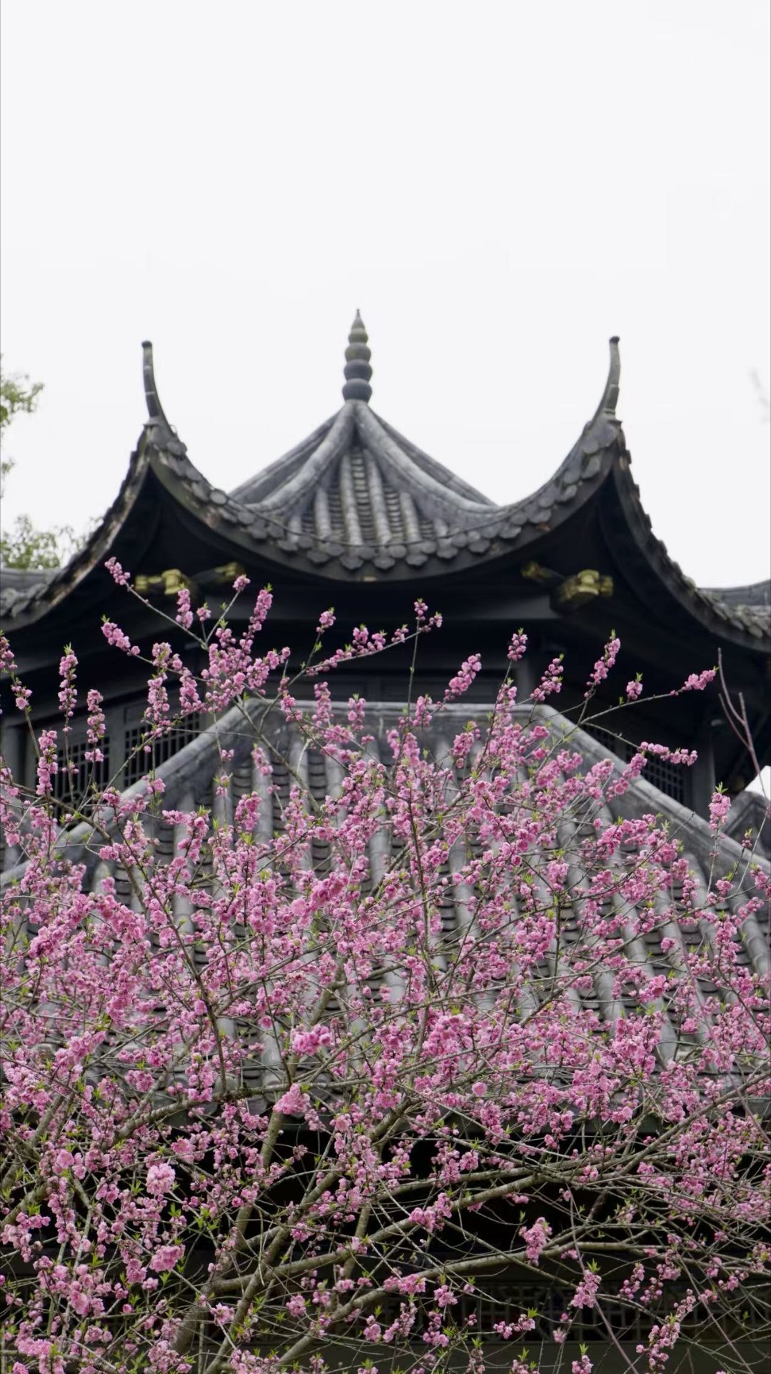 幸福中国味快乐桃花源【过中国年来桃花源】桃花源里过大年 常德桃花源五柳馆品非遗擂