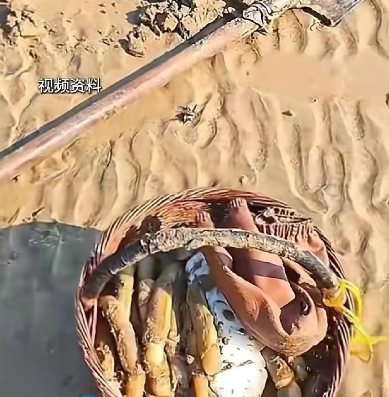 山东的朋友看完这条消息赶紧周末去出发挖海鲜吧
山东日照，港区附近的一个沙滩上，随