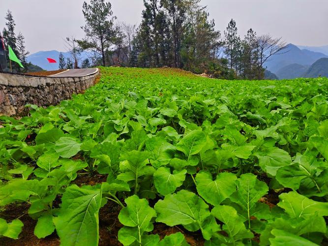 这次回老家过年，才发现村里好多家庭都把田地承包给别人种了。

往年这时候，田埂上