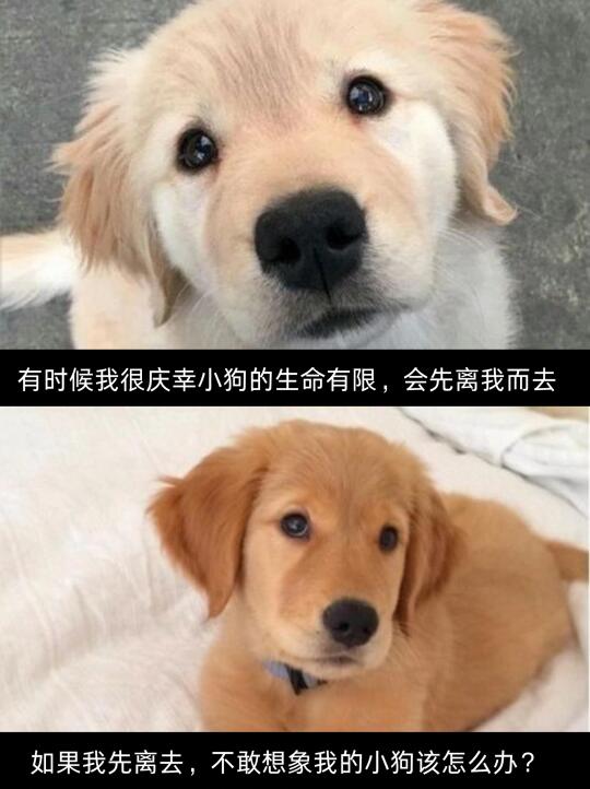 小狗的生命有限，但爱意永恒❤️‍🩹