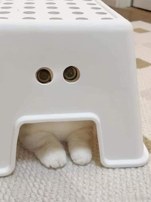 猫宁 ​​​
