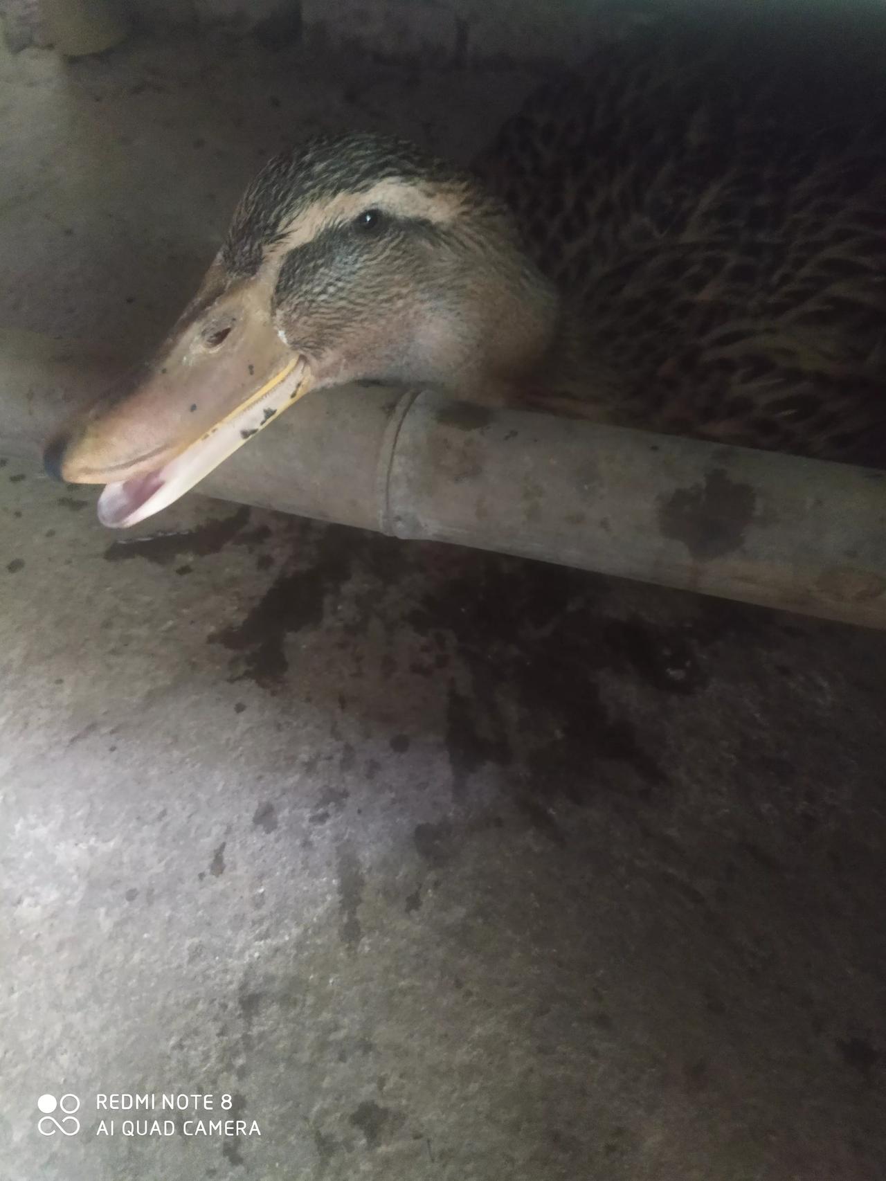 家人们！有没有养鸭子比较有经验的啊！！
新成员小鸭子今天突然不吃不喝了，一直张嘴