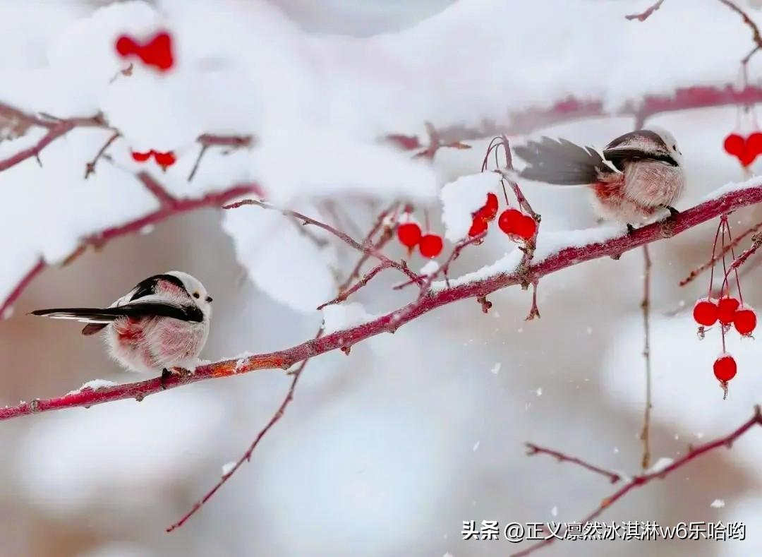 今年冬天的不同 🍒今年冬天真的太不一样。前阵子暖和得离谱，我都只穿单衣出门，大
