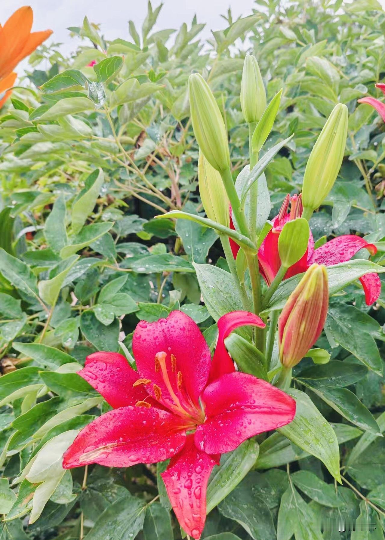 星期假日去公园里闲逛园艺场，各色百合开得热热闹闹，大红、橙黄、纯白层层错落，花苞