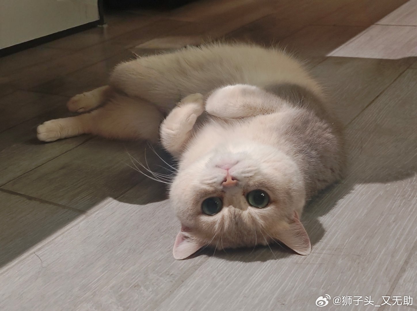 家有萌猫 ​​​