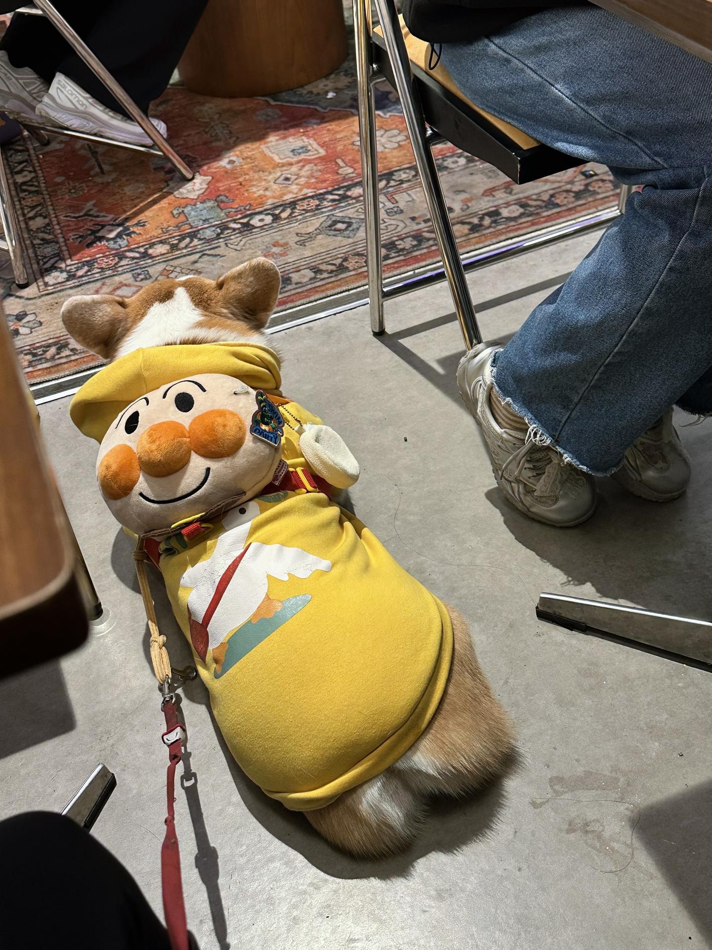 面包柯基崽上线。面包超人