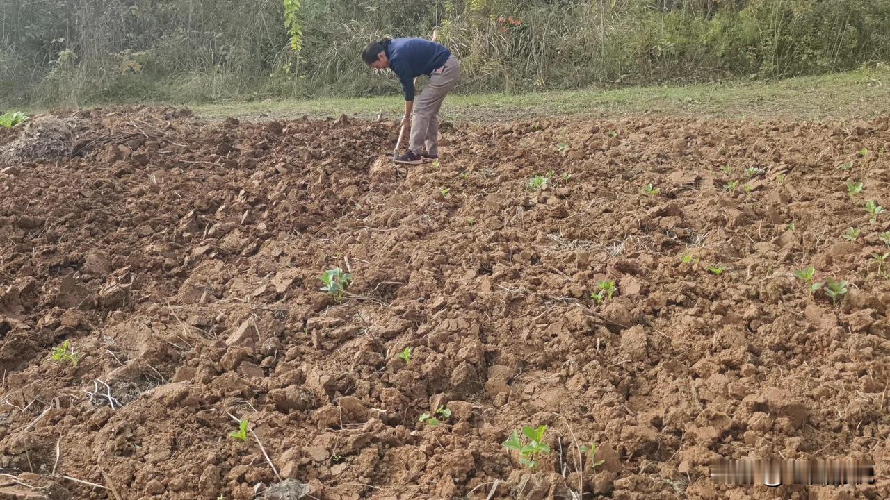 文笔挑战:本上联、下联都是原创，诚邀文友们都来对下联。

上联:好年好景好福气