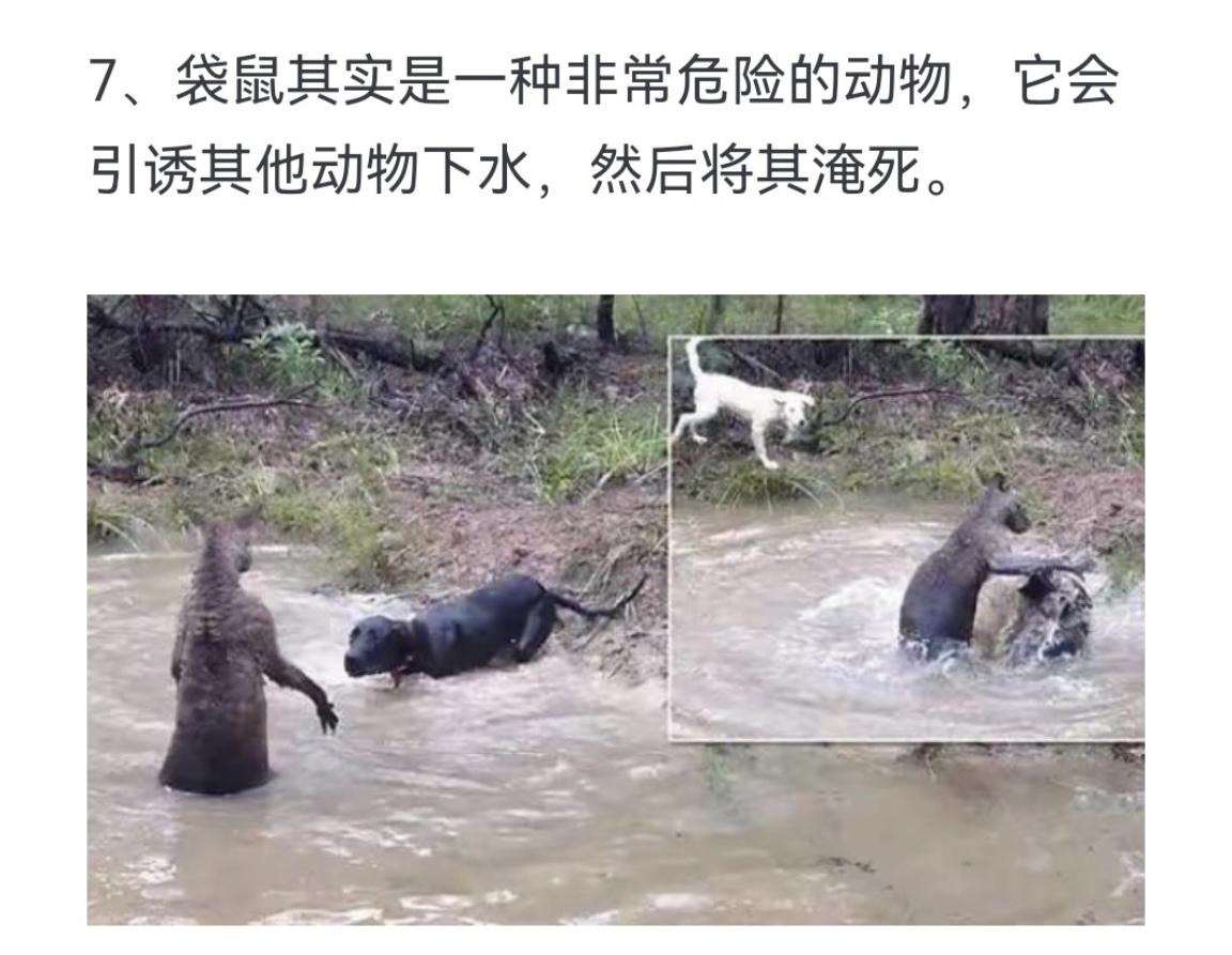 袋鼠其实是一种非常危险的动物，它会引诱其他动物下水，然后将其淹亖