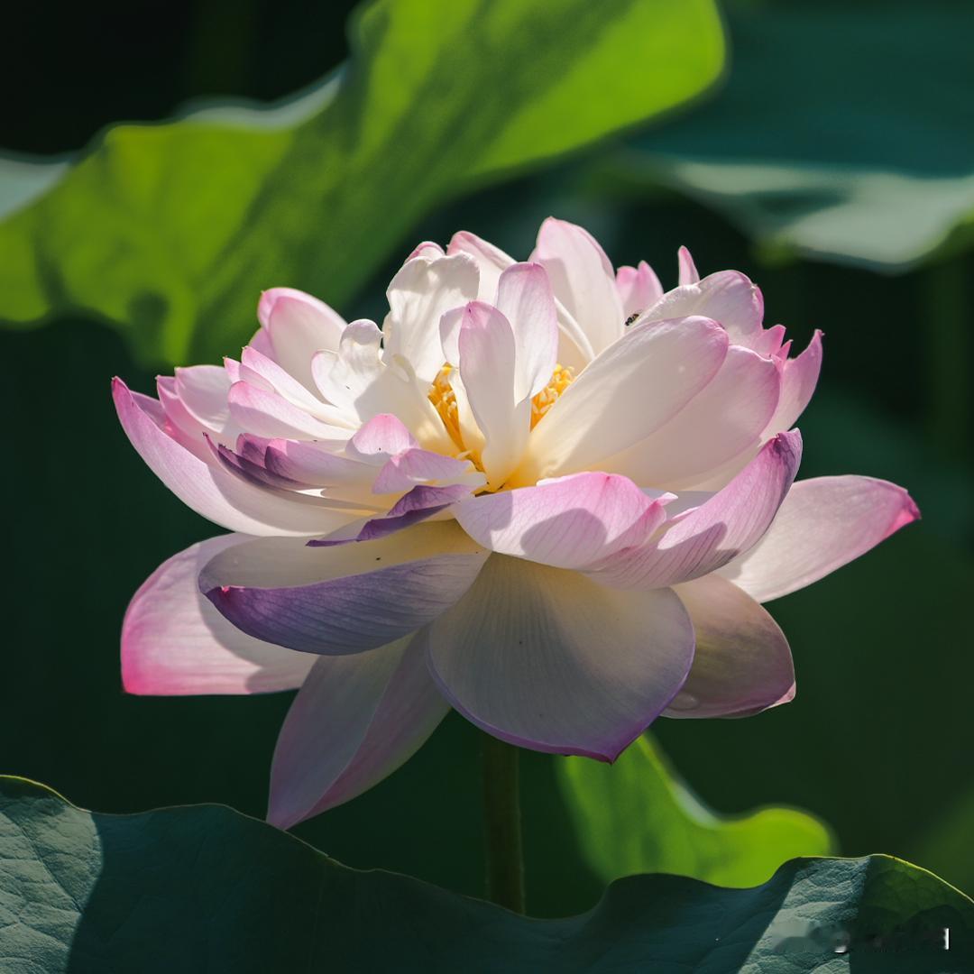 厌离心是需要激发的
众生对这个娑婆世界很贪恋， 所以《佛说无量寿经》 就讲娑婆世