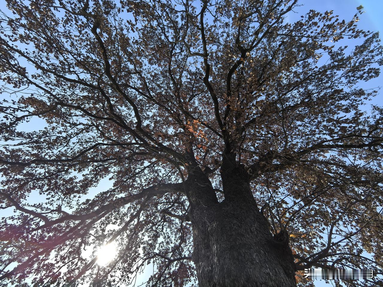 安庆市宜秀区妙山村，今年两棵百年枫树红出圈了。在枫叶正红的时候，迟迟未能去打卡，