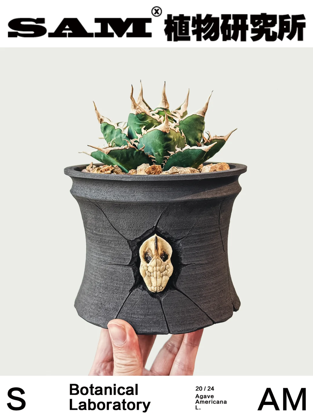 海王｜Agave Titanota