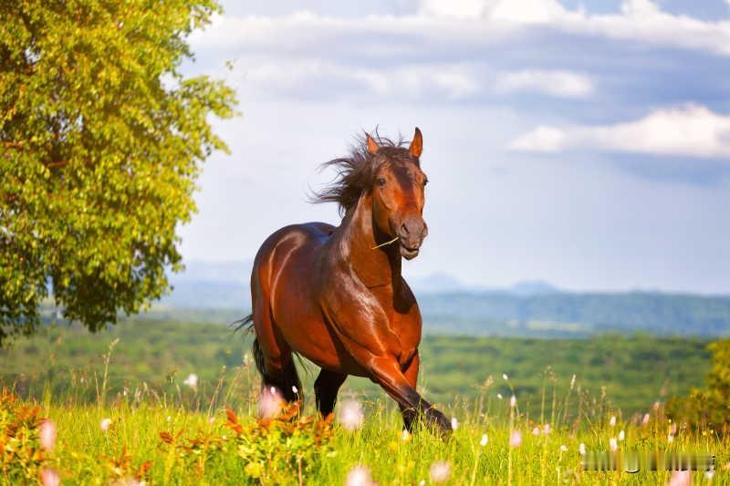 🐎生肖马｜2026年10月，否极泰来，向阳而生
 
熬过默默坚持的日子，属于生