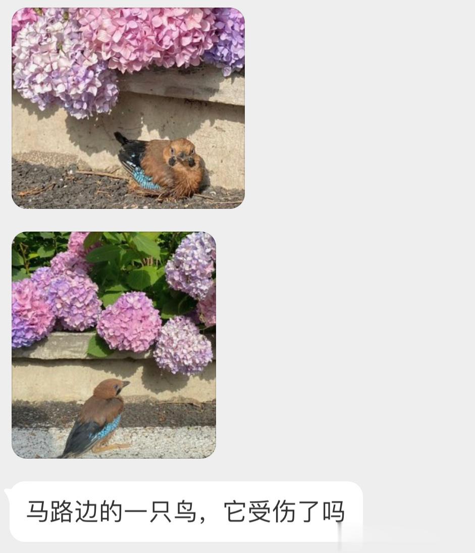 绣球花下的【松鸦】宝宝画面好美呀 ​​​