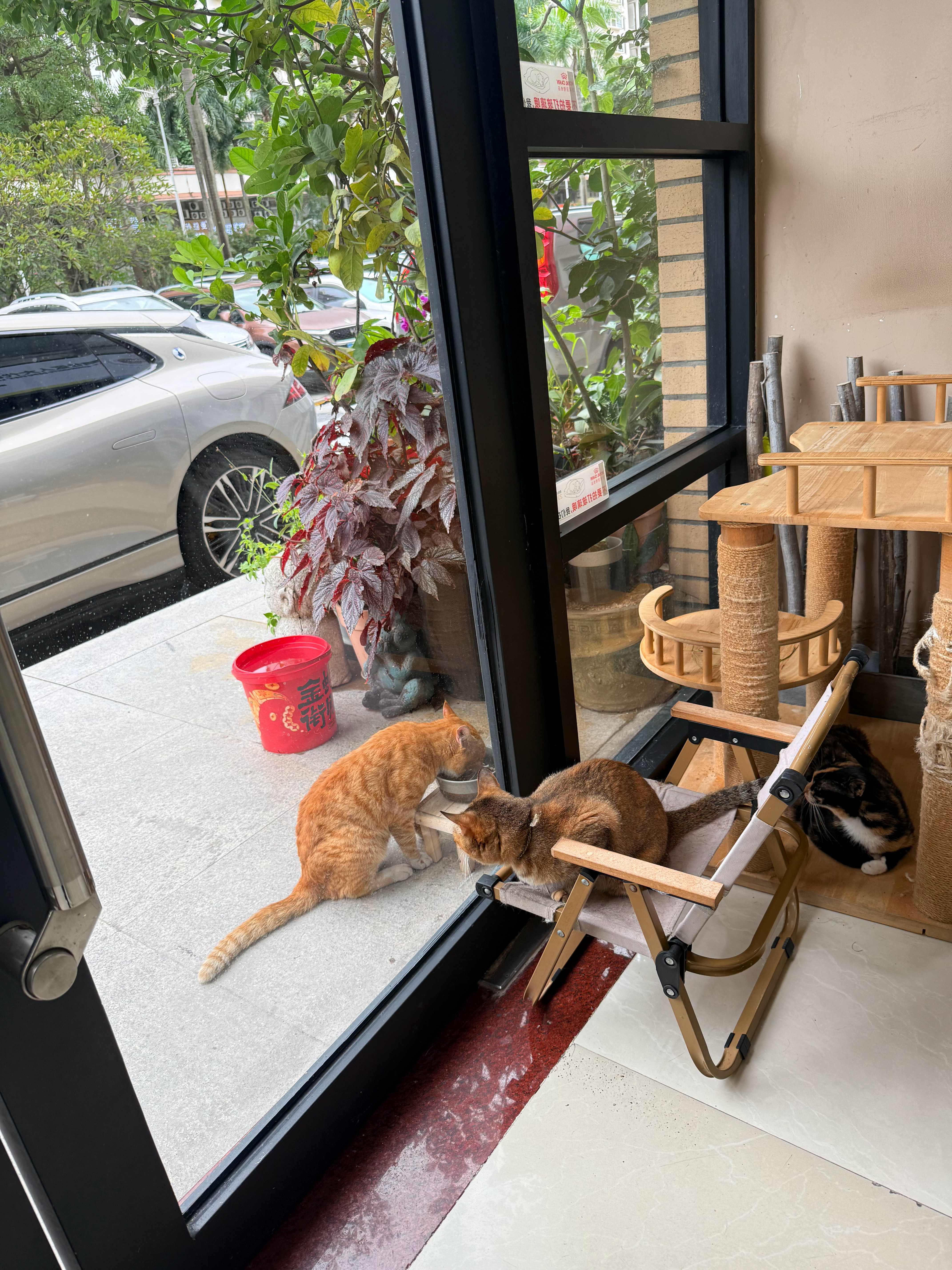 雨停了，新大哥过来吃饭了猫咪流浪猫 深圳
