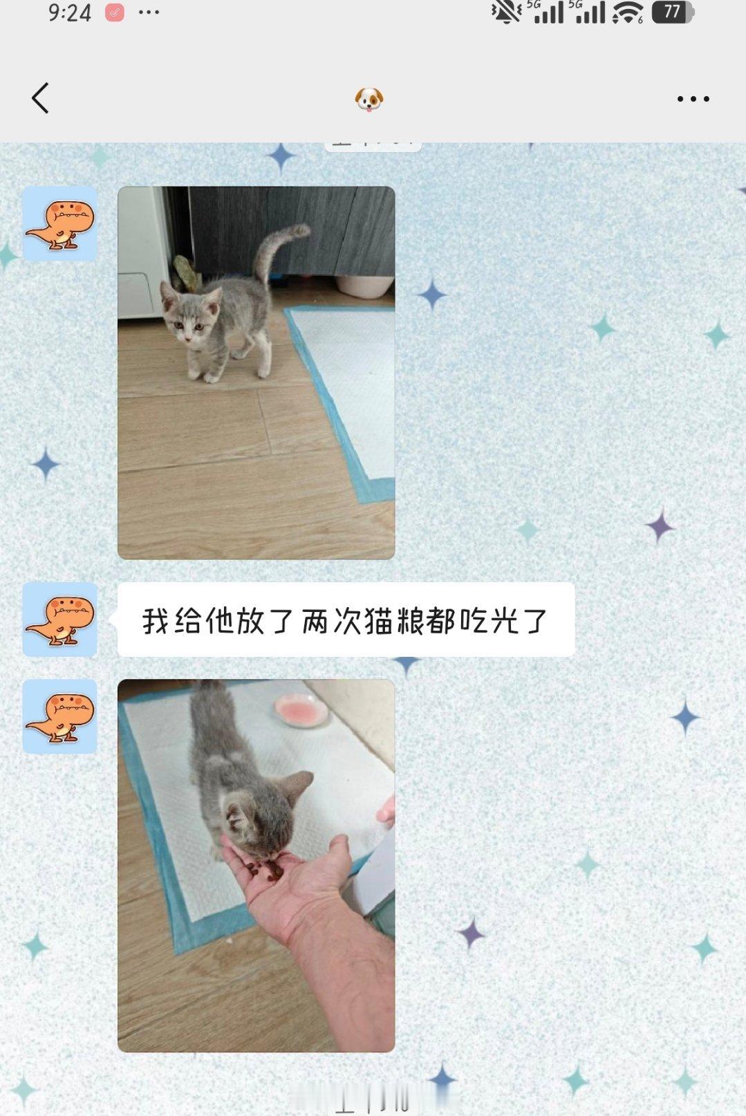 捡来的小野猫蓝莓 哈哈哈哈哈前脚内八后脚外八怎么凹的造型因为捡来的比较谨慎还隔离