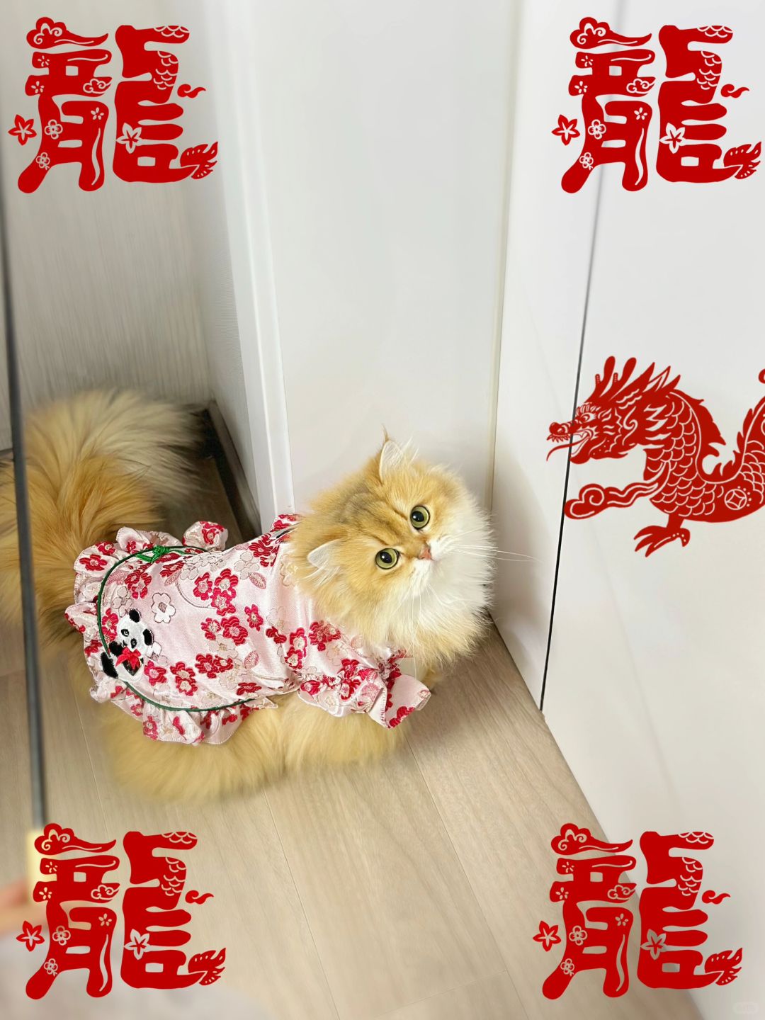麦子给大家拜年啦
