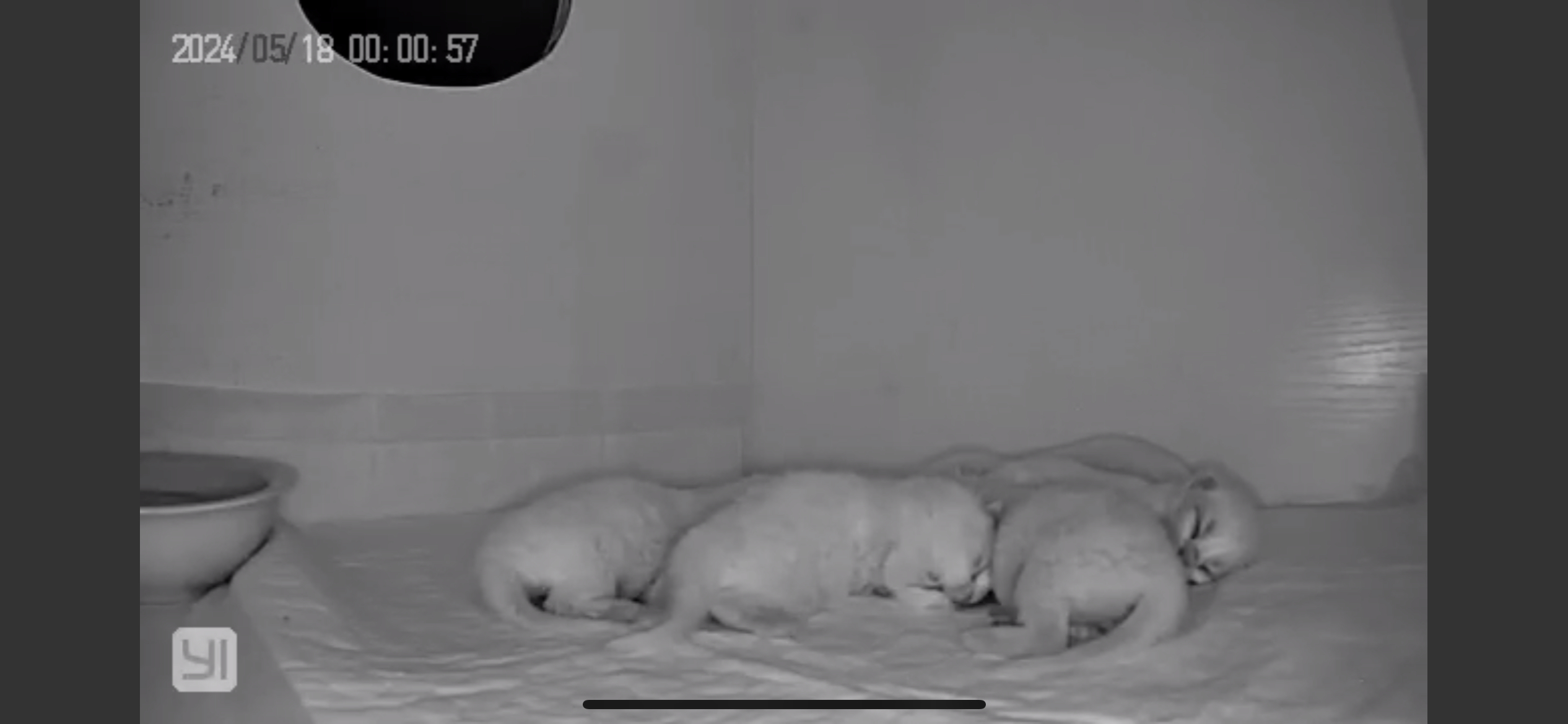 好好睡觉快高长大#英短金点色##英国短毛猫##金点##英国长毛猫# ​​​