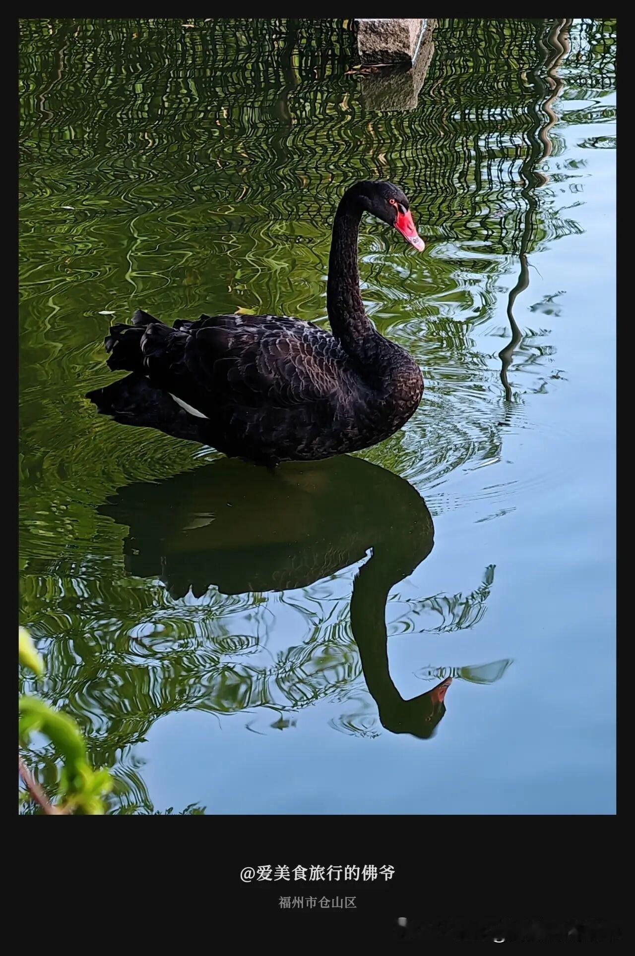 不隐瞒了，这就是朋友圈被问爆的黑天鹅一家

福建农林大学（仓山校区），简直就是福
