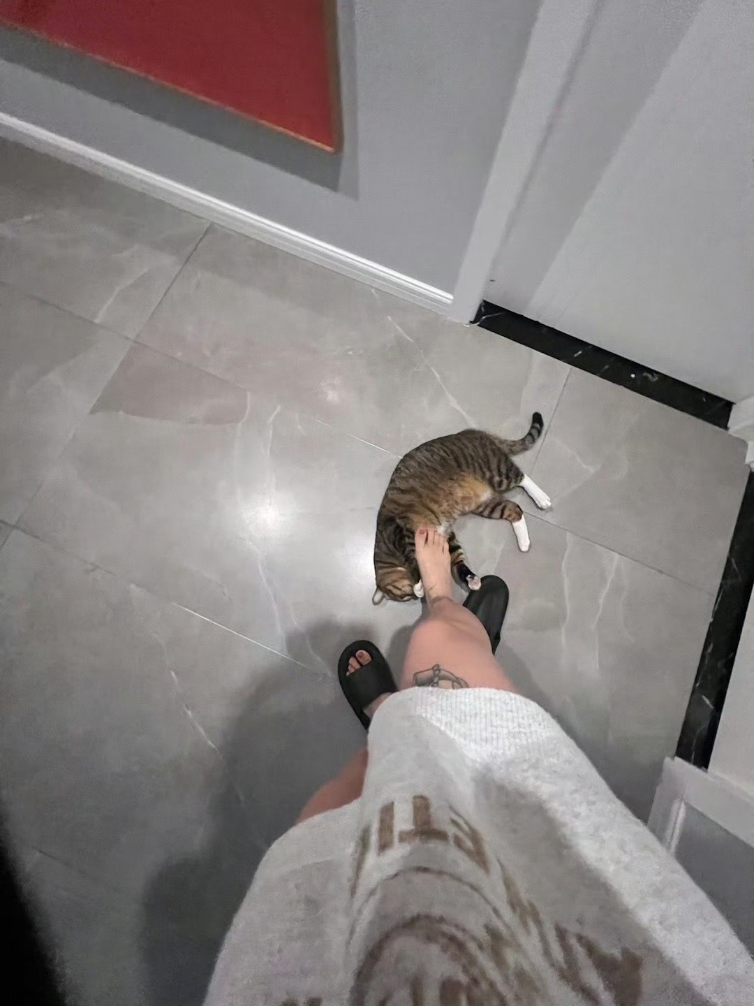 小猫乖乖 你乖不乖 ​​​